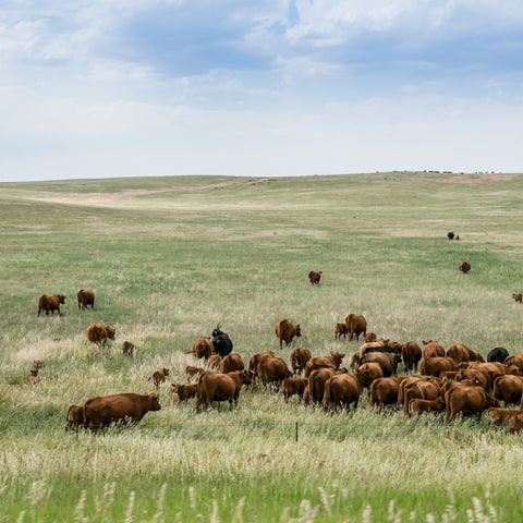 Ryggbiff - Creekstone Farms Premium Black Angus