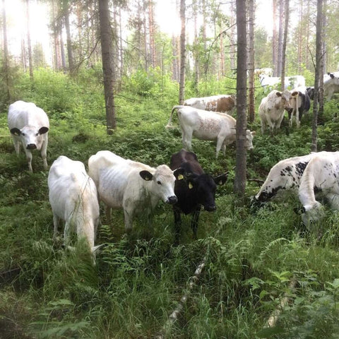 Entrecote av fjällko