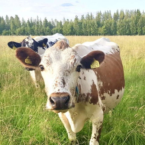 Entrecote av fjällko