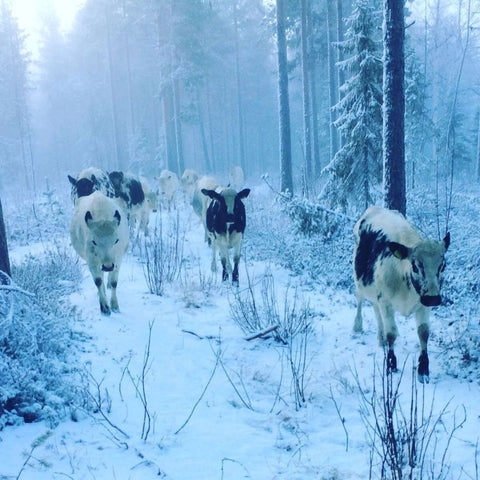 Entrecote av fjällko