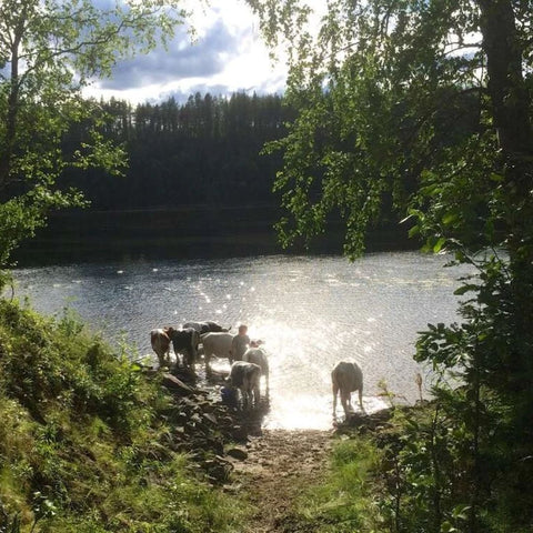 Entrecote av fjällko