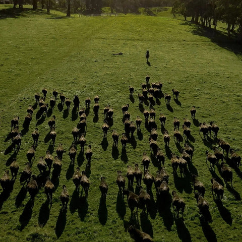 Wagyu Ryggbiff - MB9